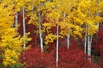 Red and Gold, Tetons NP, USA