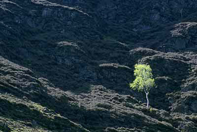 1414_Lone Birch Tree on Melbreak