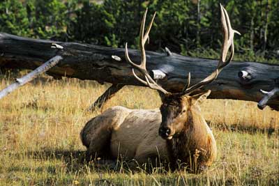 2194_Elk Stag Resting