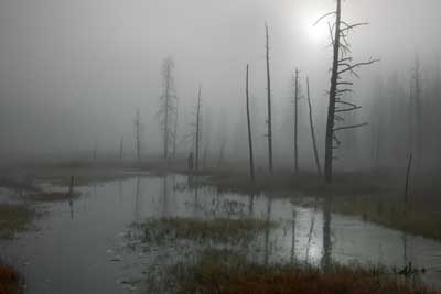 D1446_Morning Mist Tangle Creek