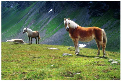 Haflinger Ponies, Ober Gurgl