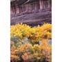 5117 Autumn Trees, Canyon de Chelly