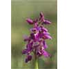 4550_Early Purple Orchid