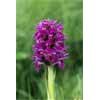 4827_Northern Marsh Orchid