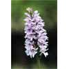 4858_Common Spotted Orchid