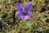 NH56_Common Dog Violet