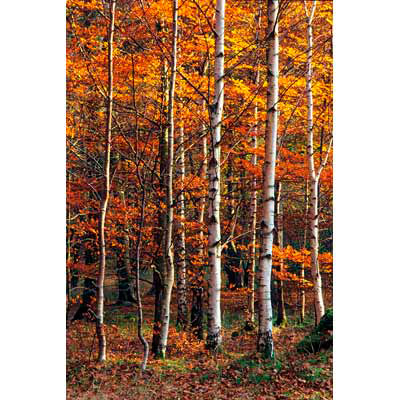 5448_Birch Trunks, Beech Leaves, Grasmere
