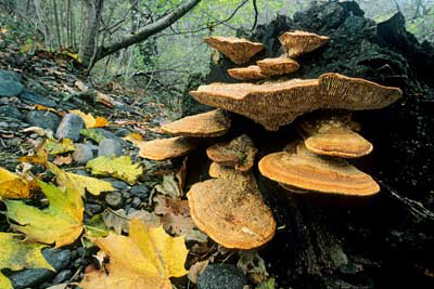 Bracket Fungi