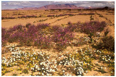 Saharan Desert in Bloom