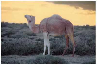 Dromedary Camel in the evening Light