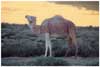 Dromedary Camel in the evening Light